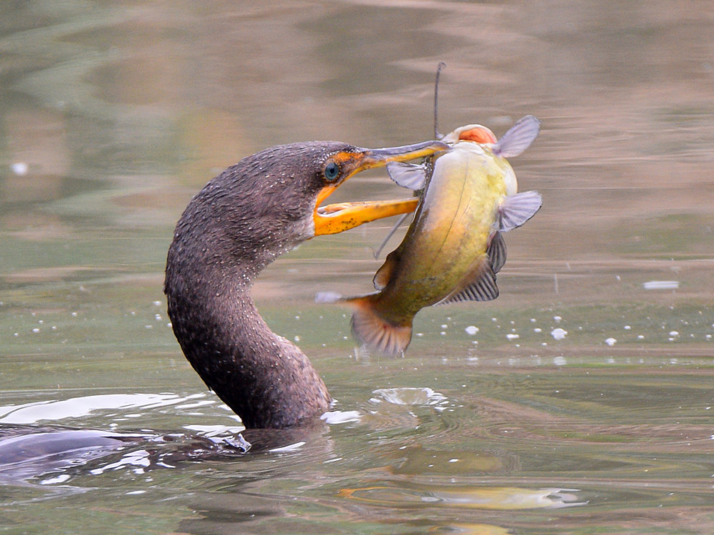 Cormorant.jpg