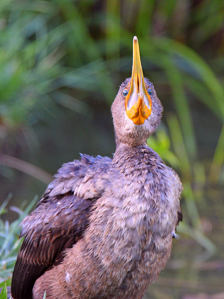 Cormorant.jpg