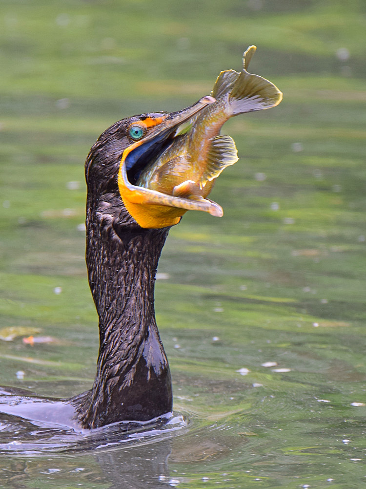 Cormorant.jpg