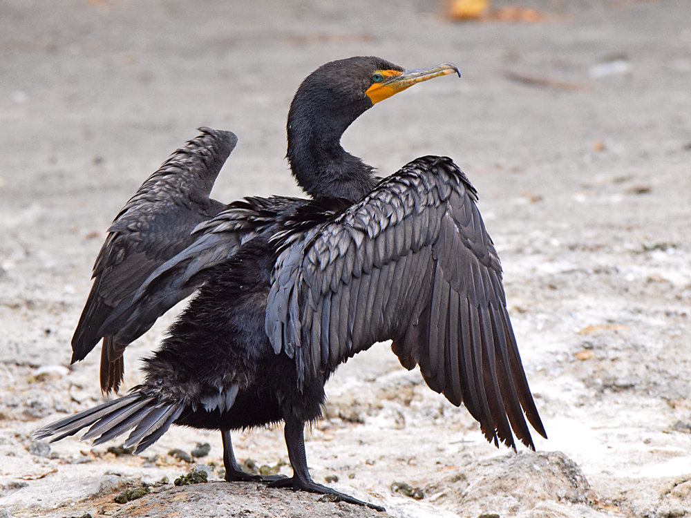 Cormorant.jpg