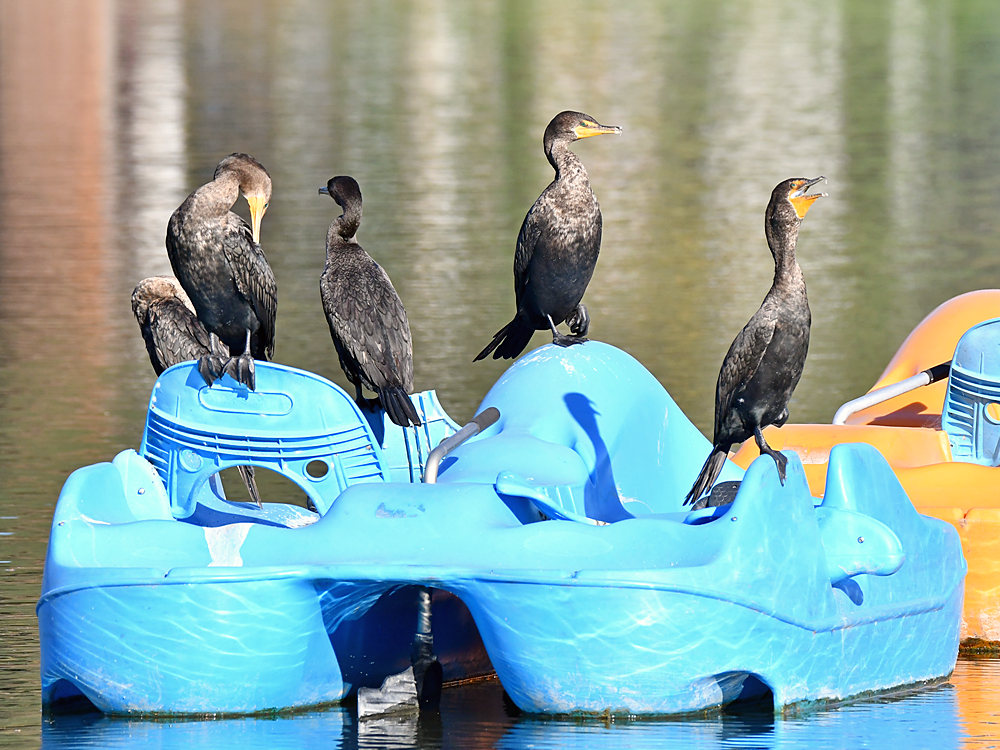 Cormorant.jpg