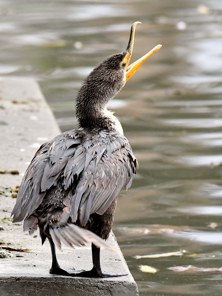Cormorant.jpg