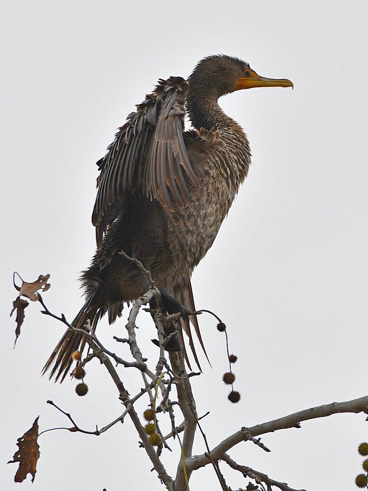 Cormorant.jpg