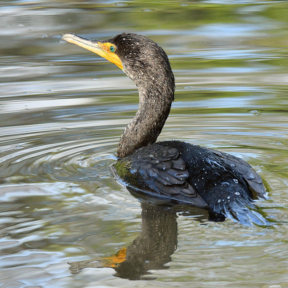 Cormorant.jpg