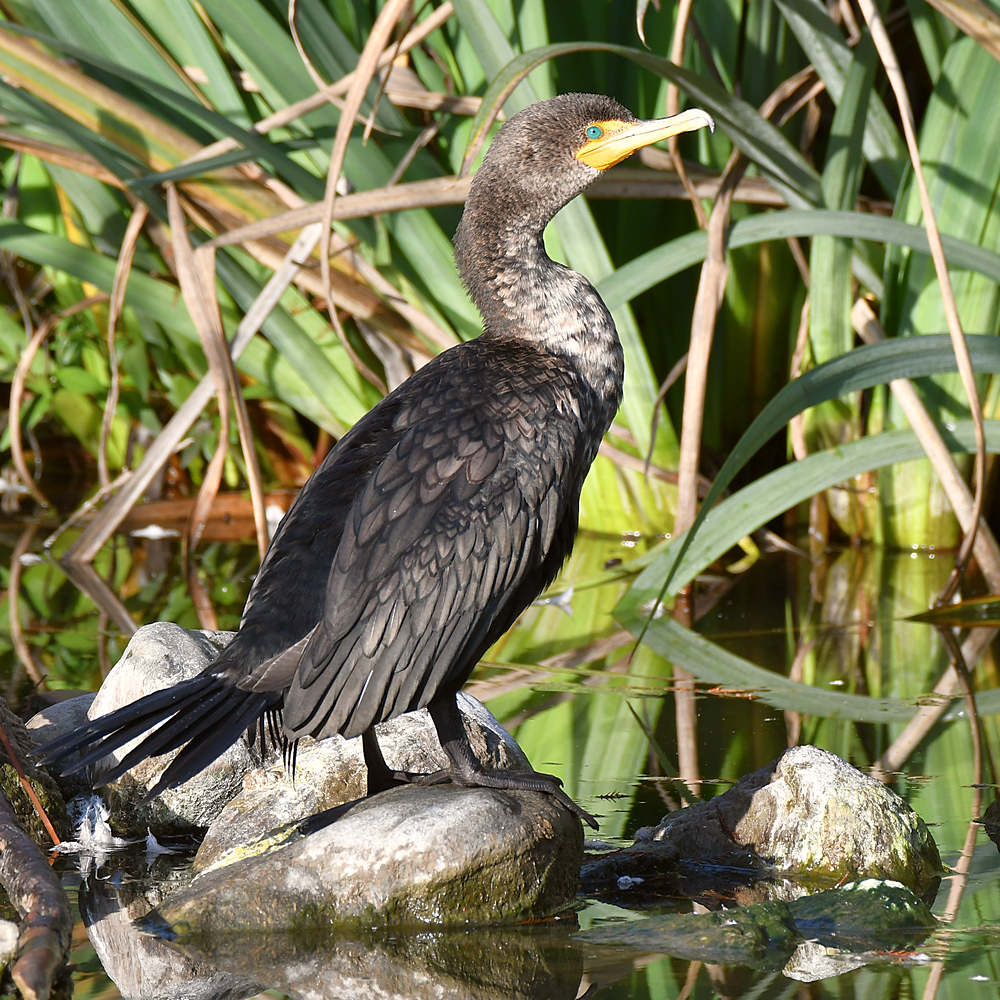 Cormorant.jpg