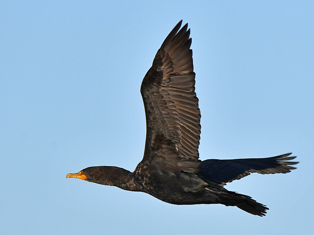 Cormorant.jpg