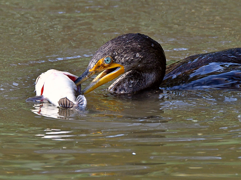 Cormorant.jpg