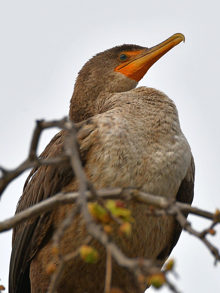 Cormorant.jpg