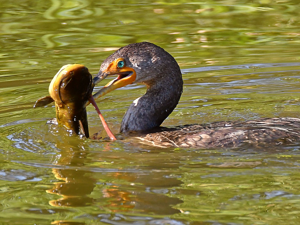 Cormorant.jpg