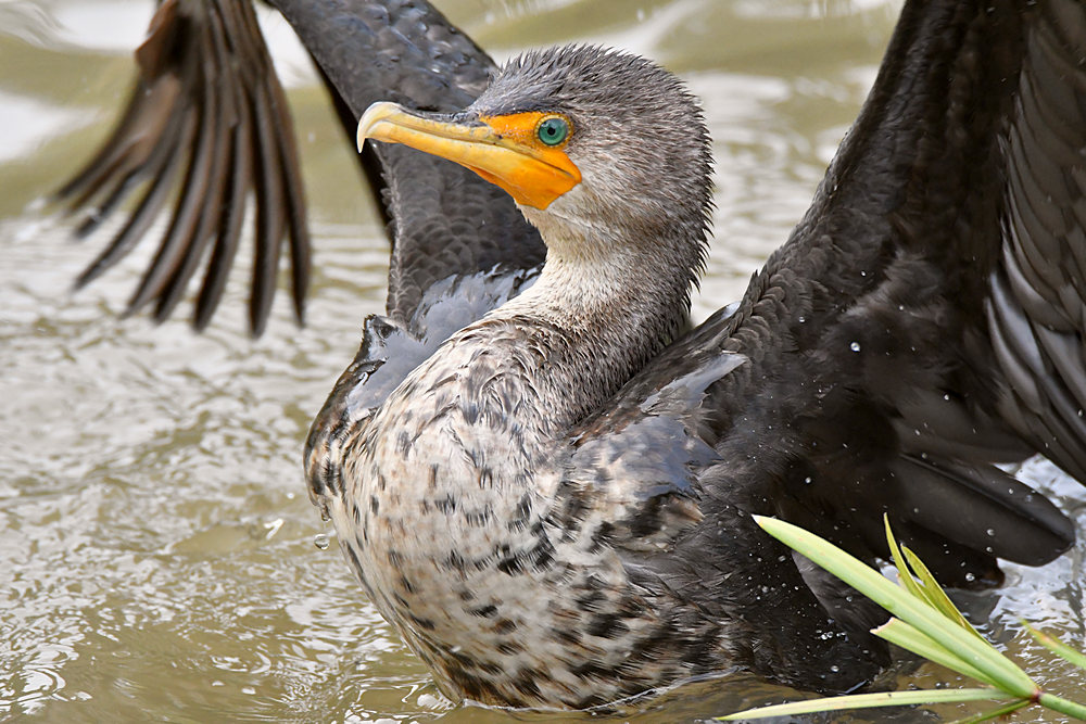Cormorant.jpg