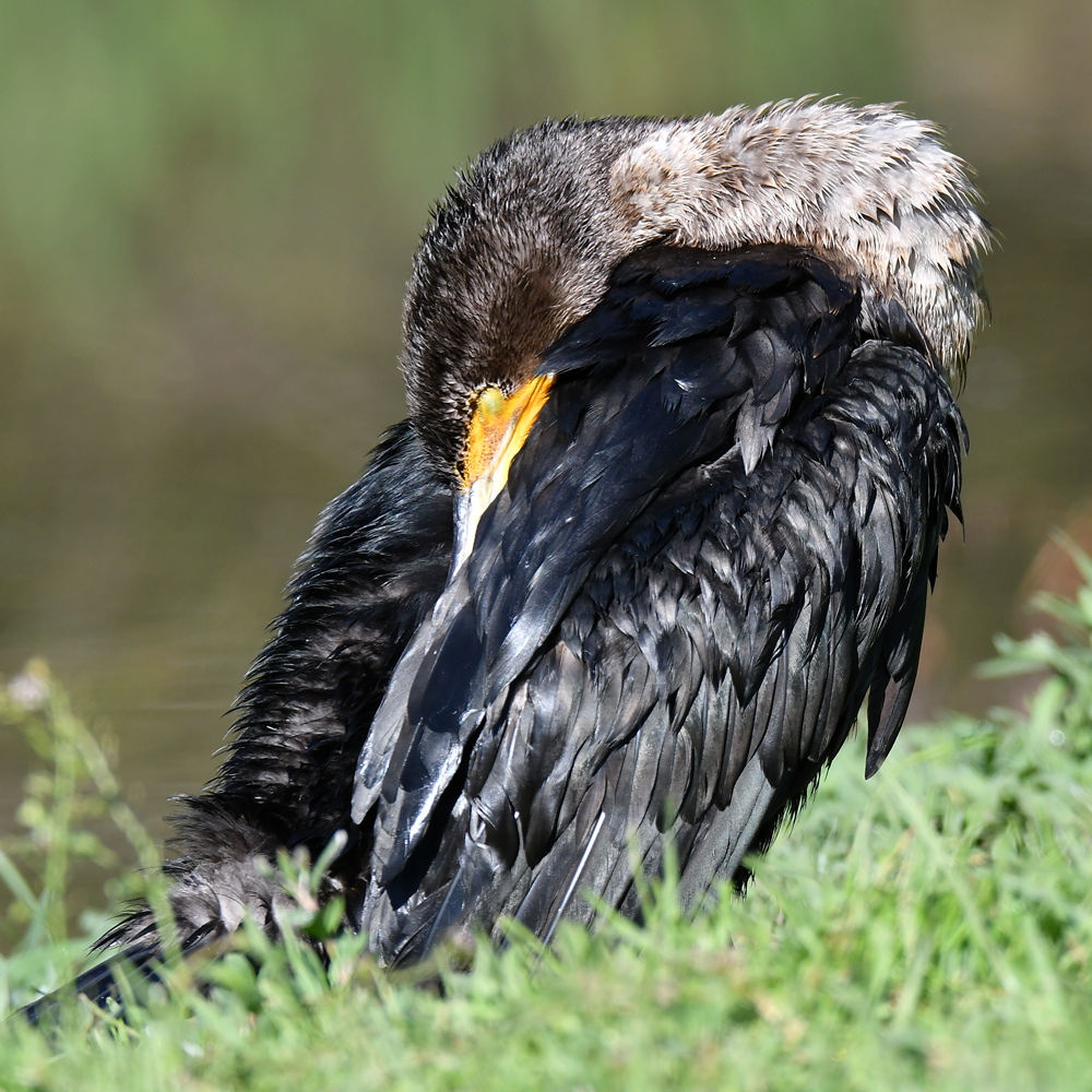 Cormorant.jpg
