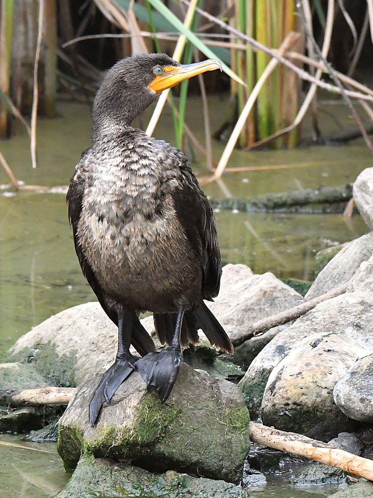 Cormorant.jpg