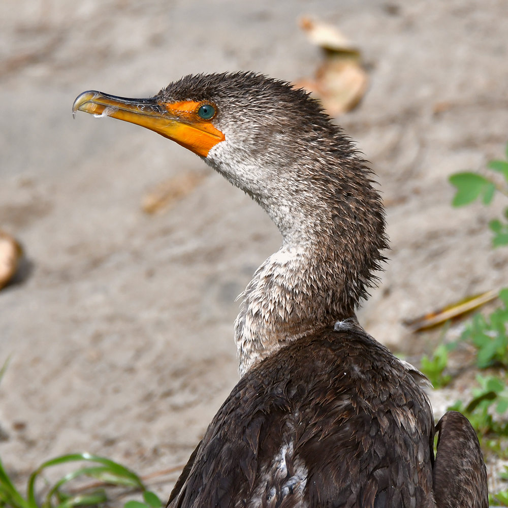 Cormorant.jpg