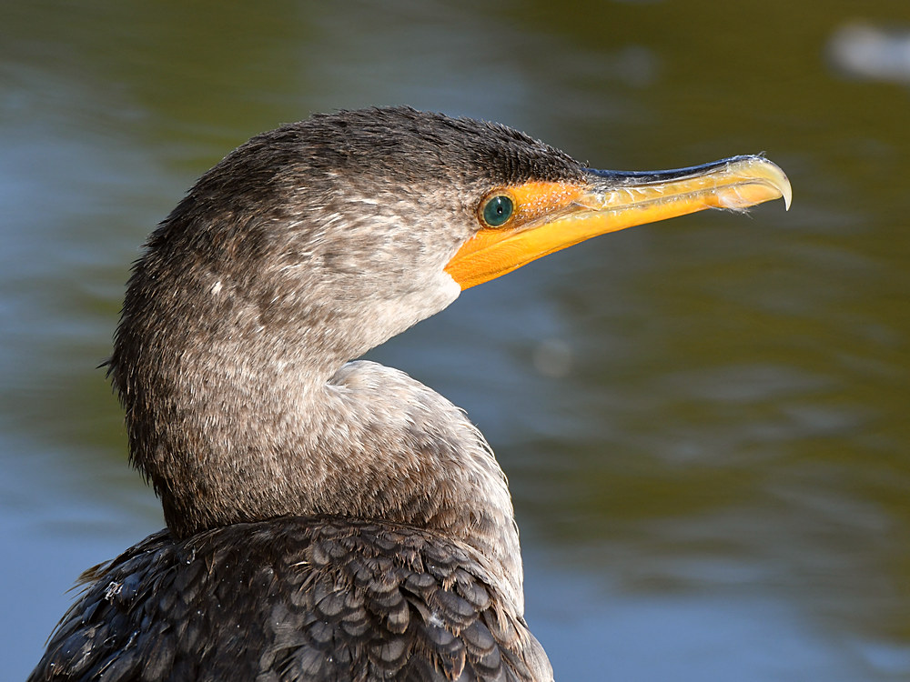 Cormorant.jpg