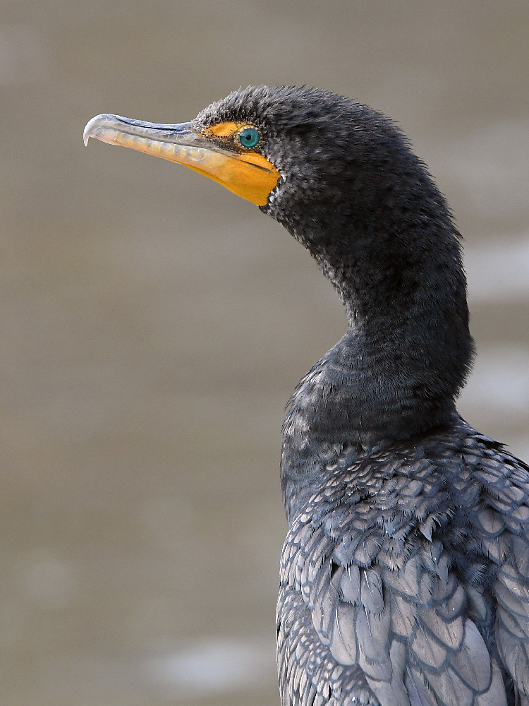 Cormorant.jpg