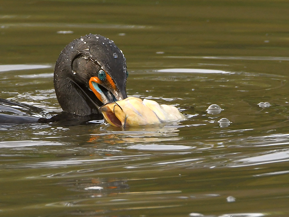 Cormorant.jpg