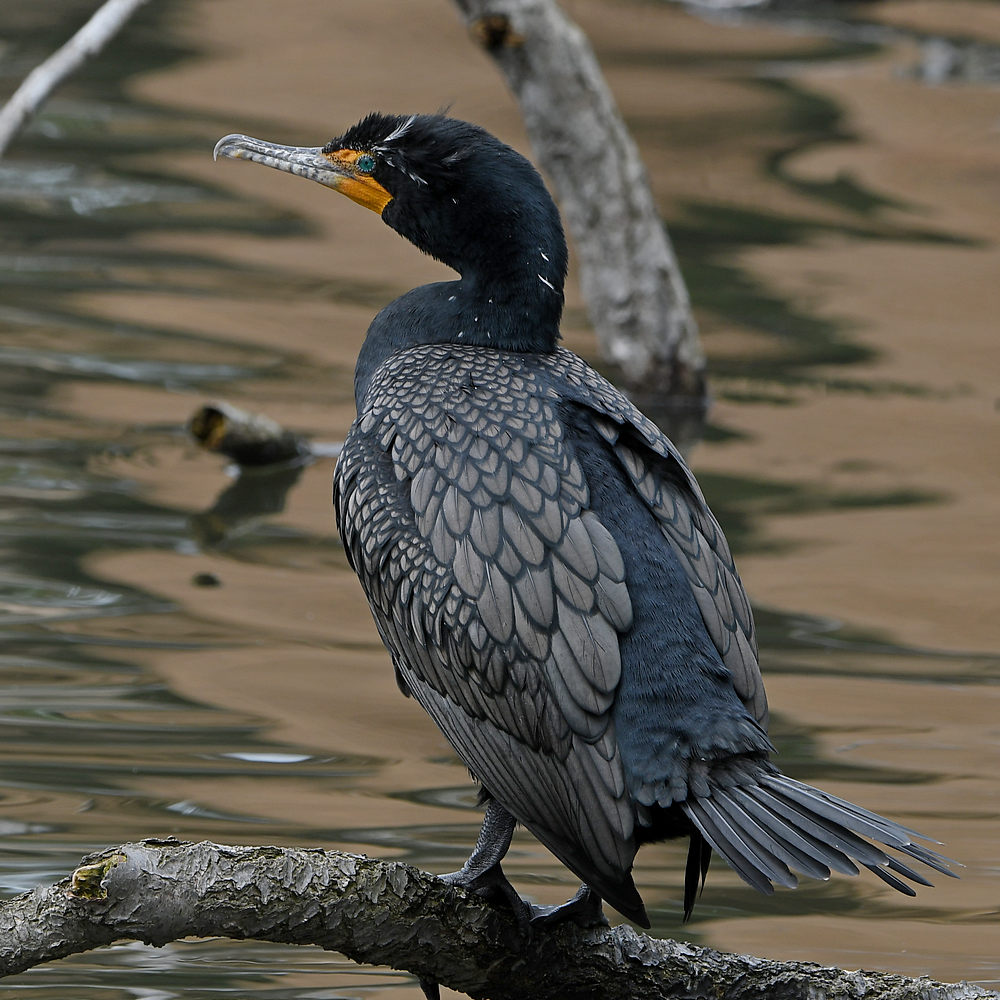 Cormorant.JPG