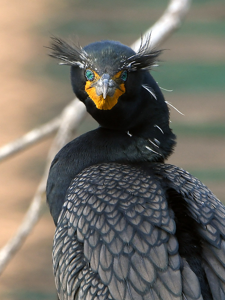 Cormorant.JPG