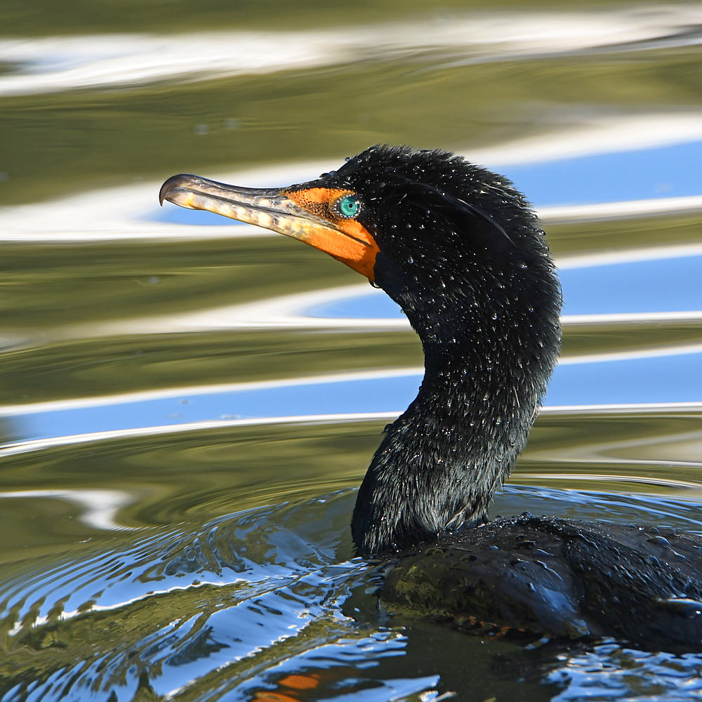 Cormorant.JPG