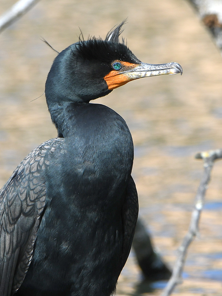 Cormorant.JPG