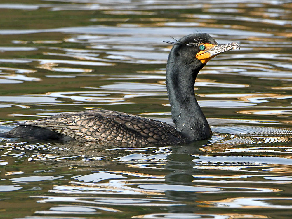 Cormorant.JPG