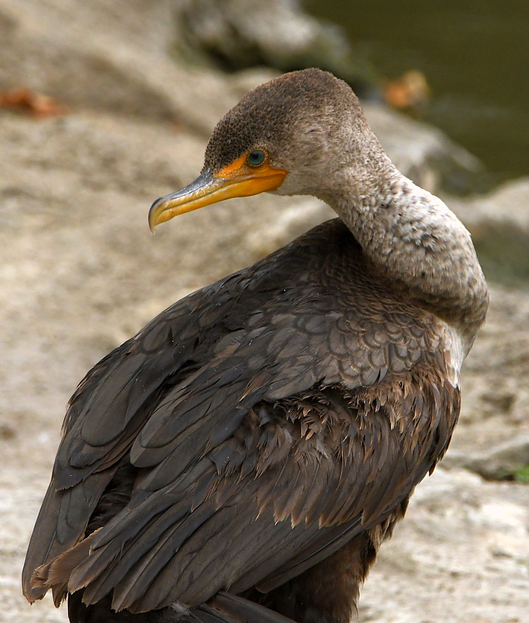 Cormorant.jpg