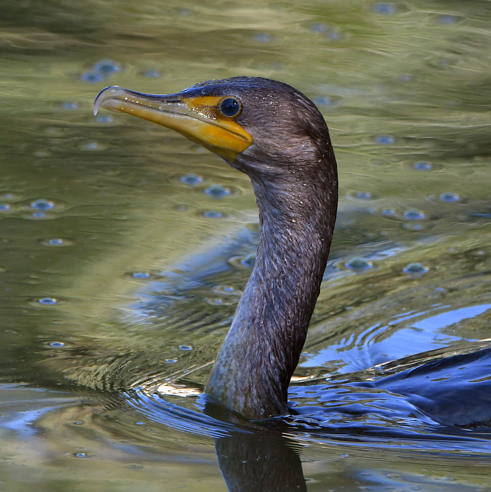 Cormorant.jpg