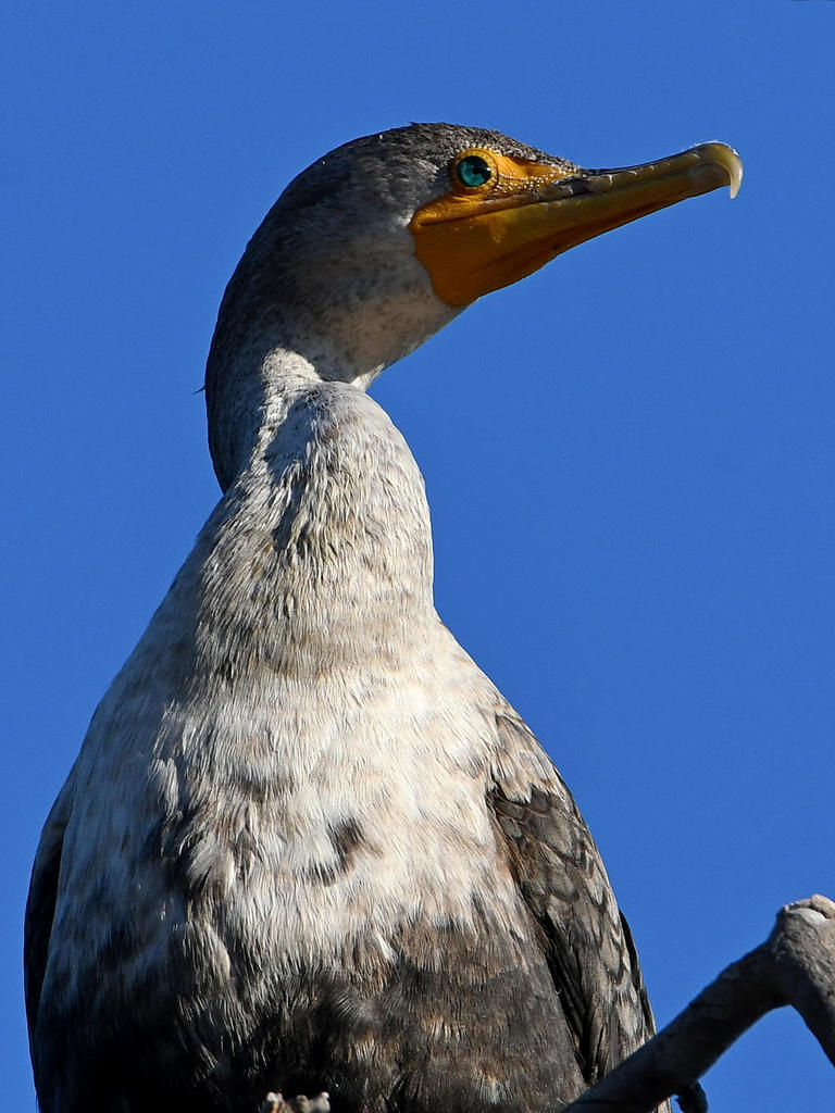 Cormorant.jpg