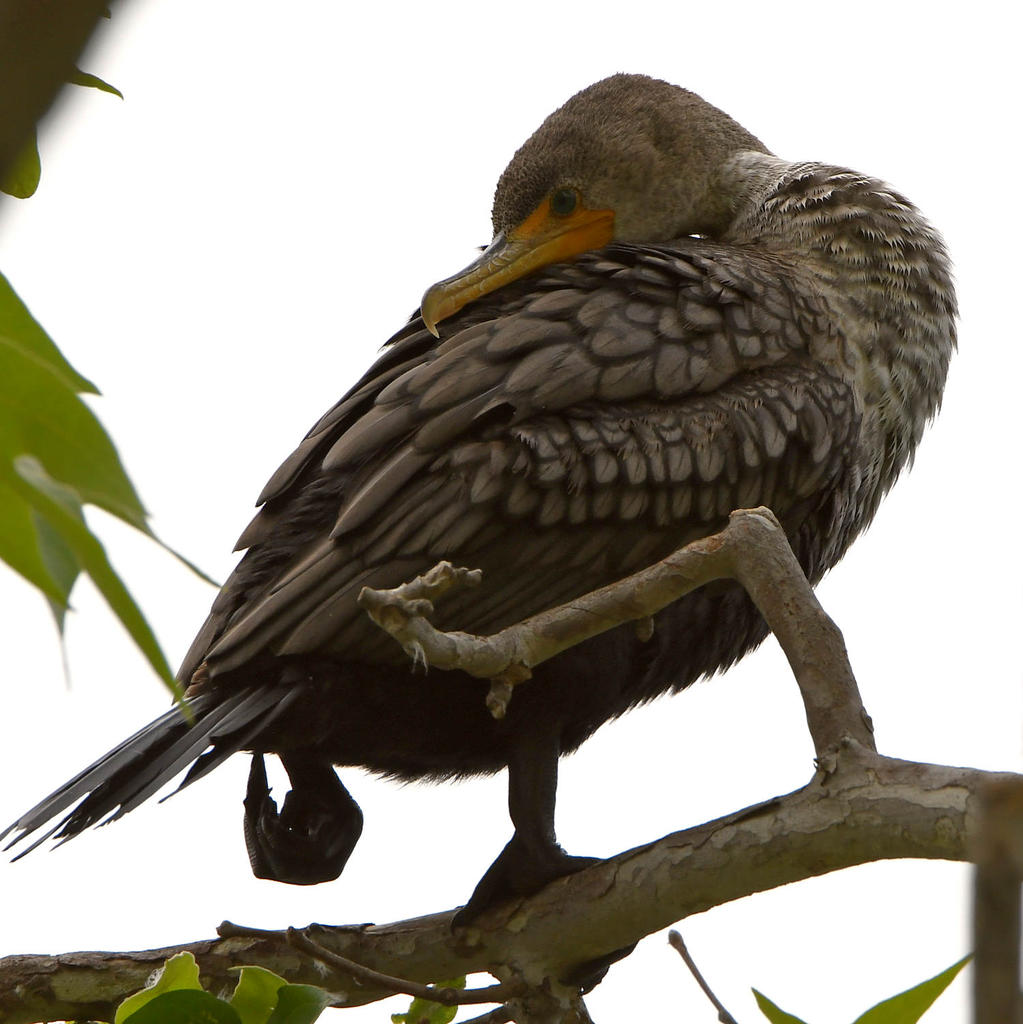 Cormorant.jpg