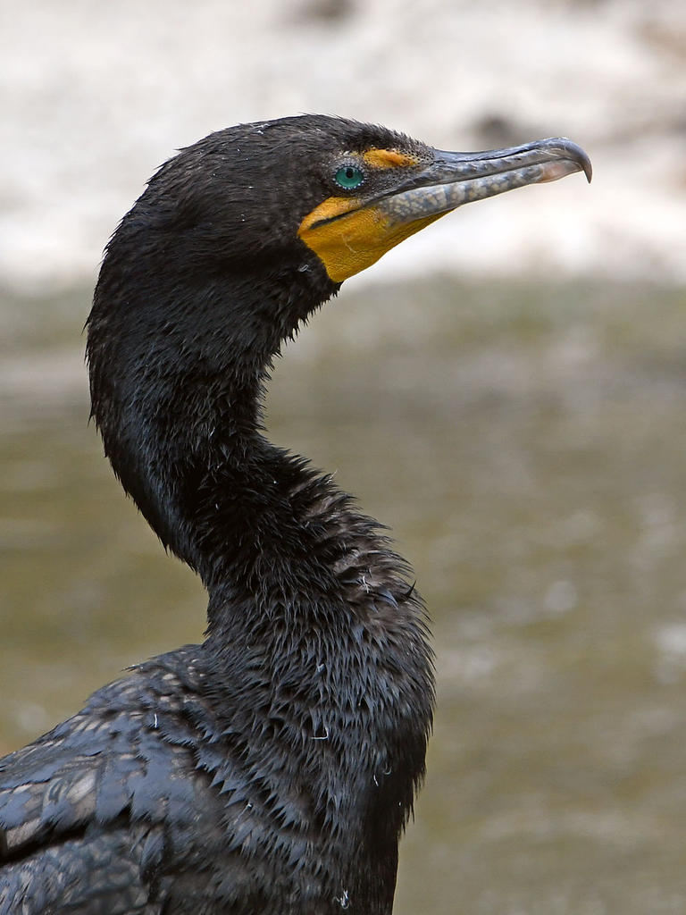 Cormorant.jpg
