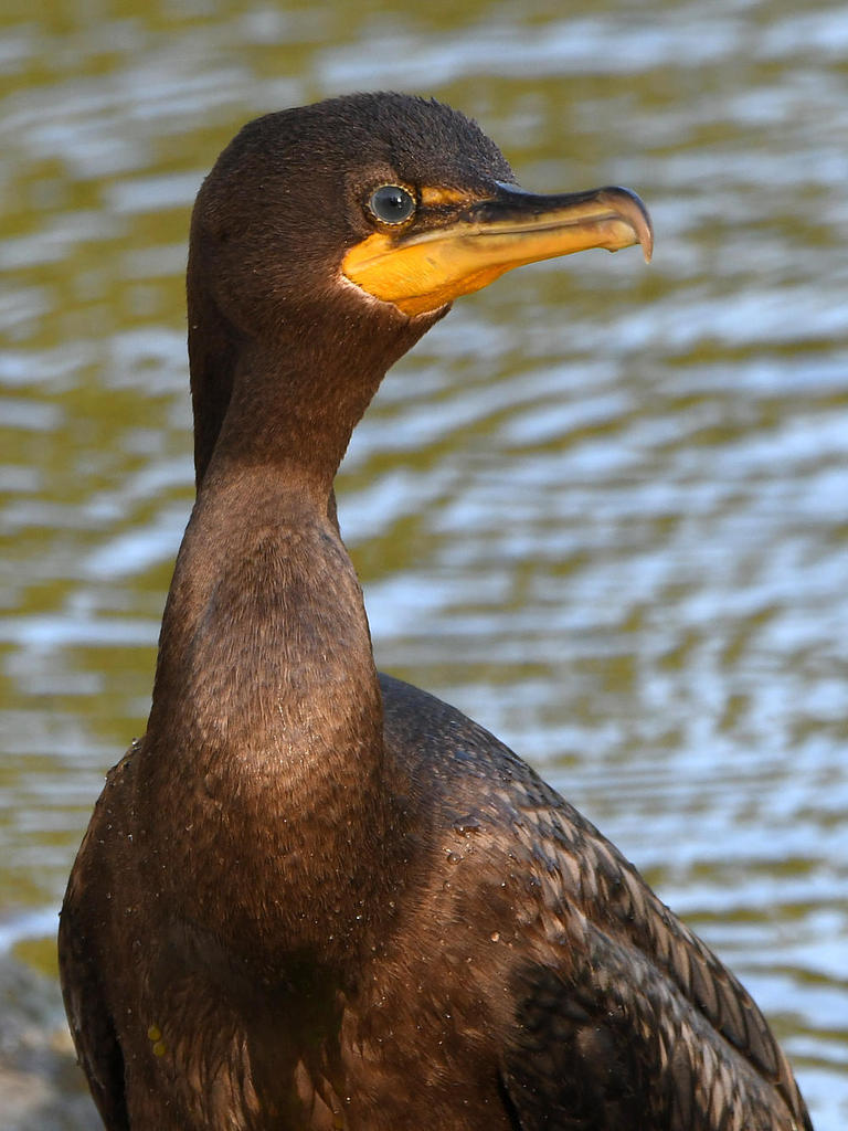 Cormorant.jpg