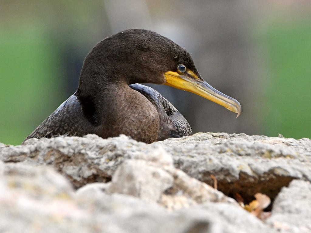 Cormorant.jpg