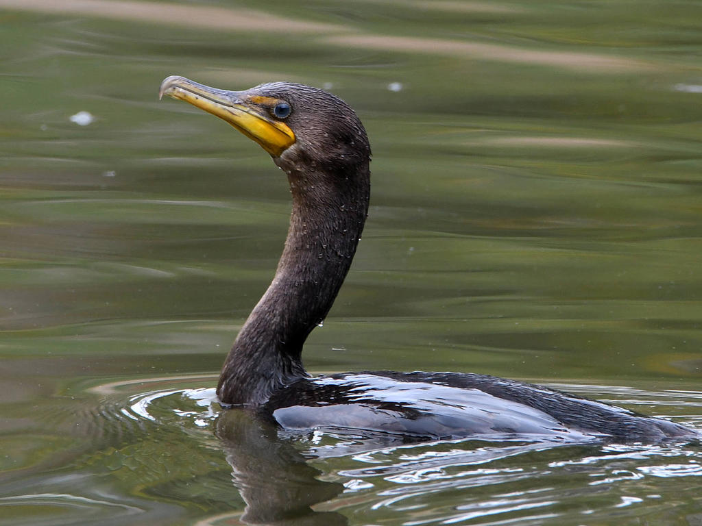 Cormorant.jpg
