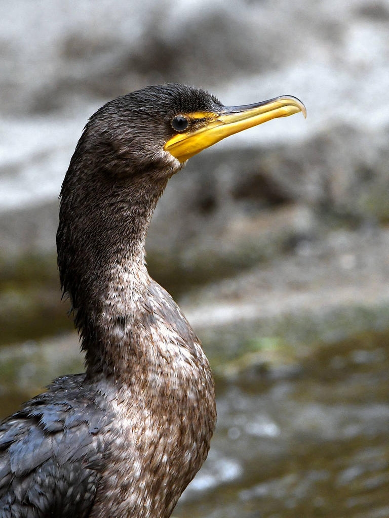 Cormorant.jpg