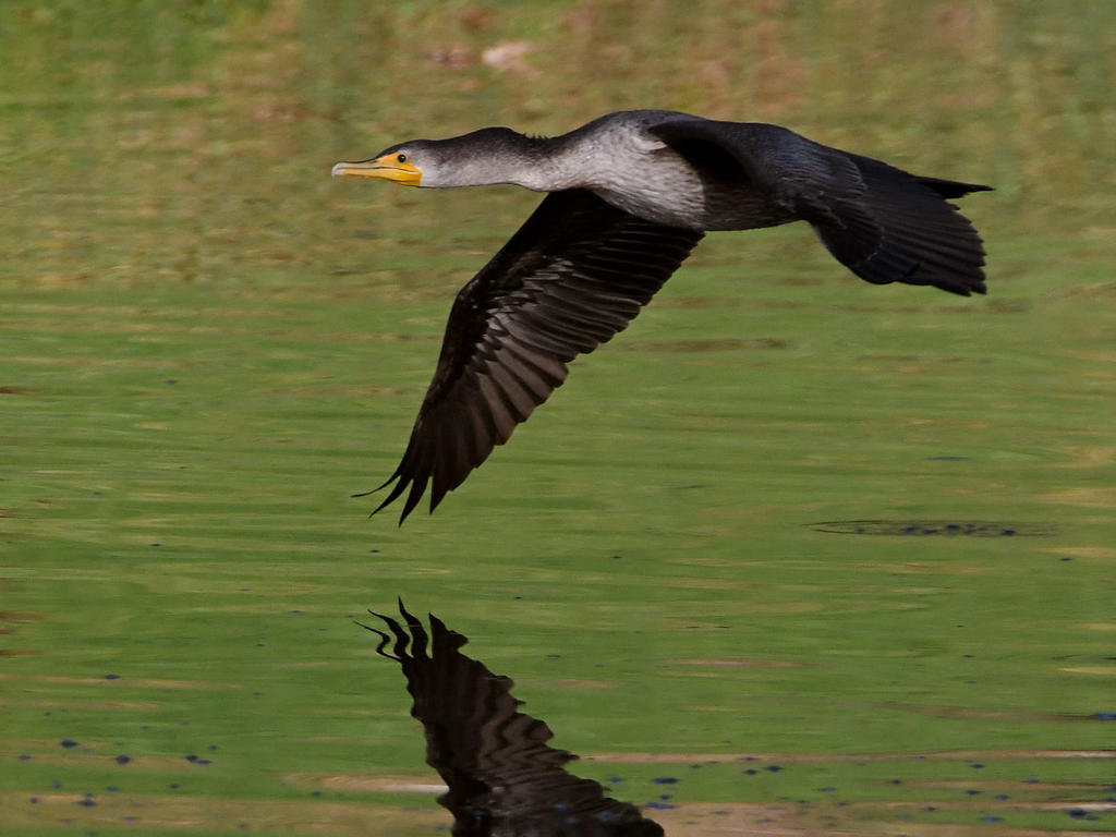 Cormorant.jpg