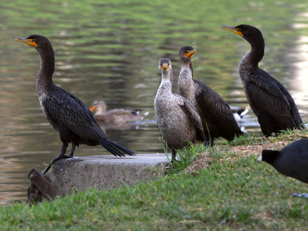 Cormorant.jpg