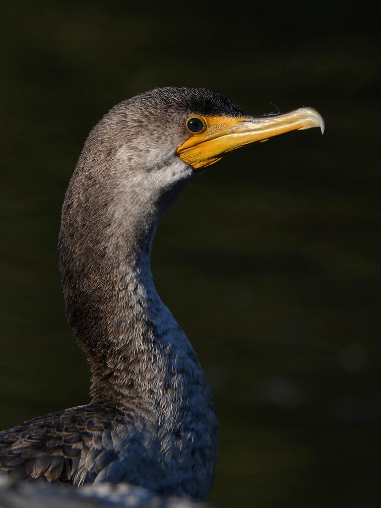 Cormorant.jpg