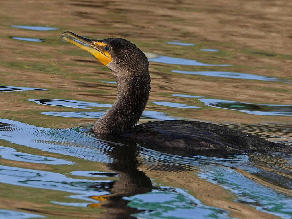 Cormorant.jpg