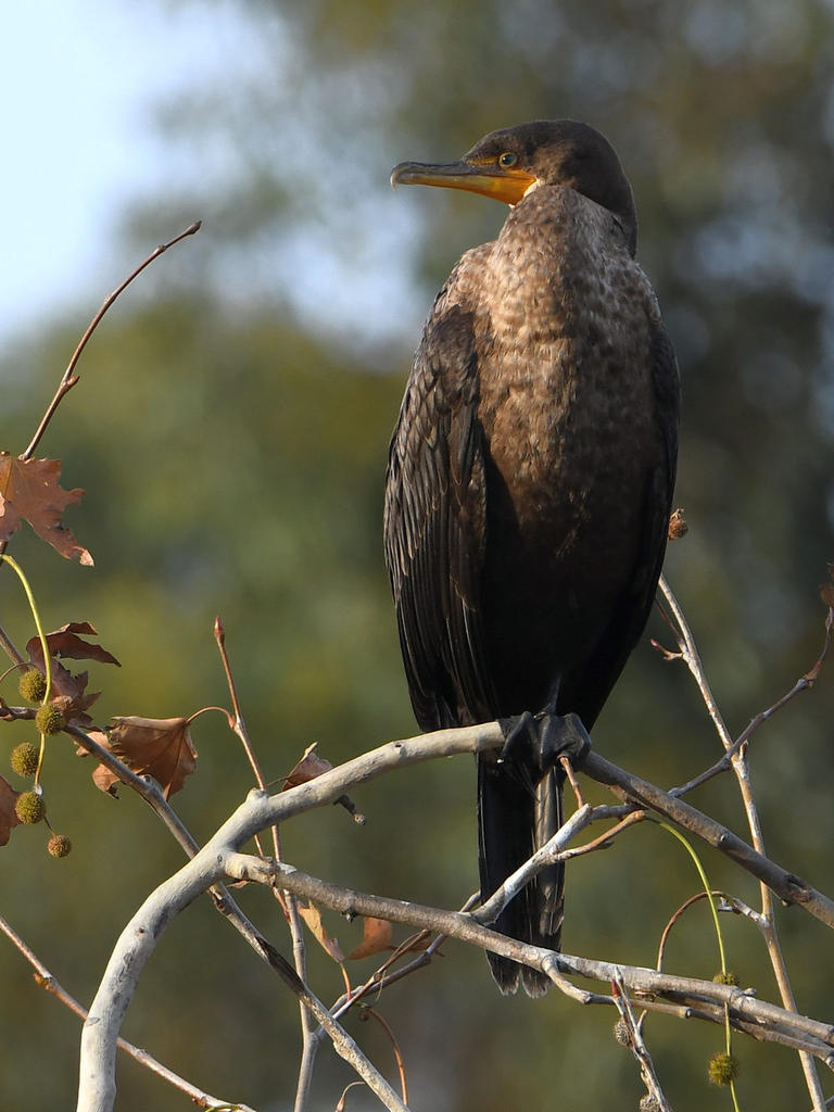 Cormorant.jpg