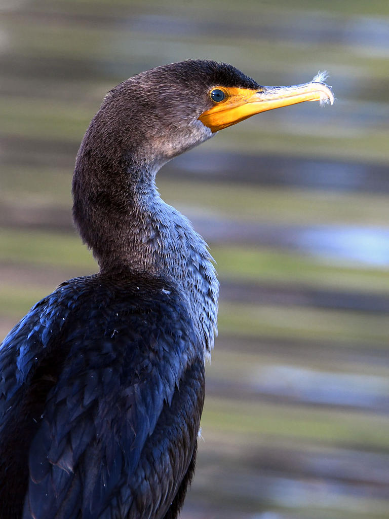 Cormorant.jpg