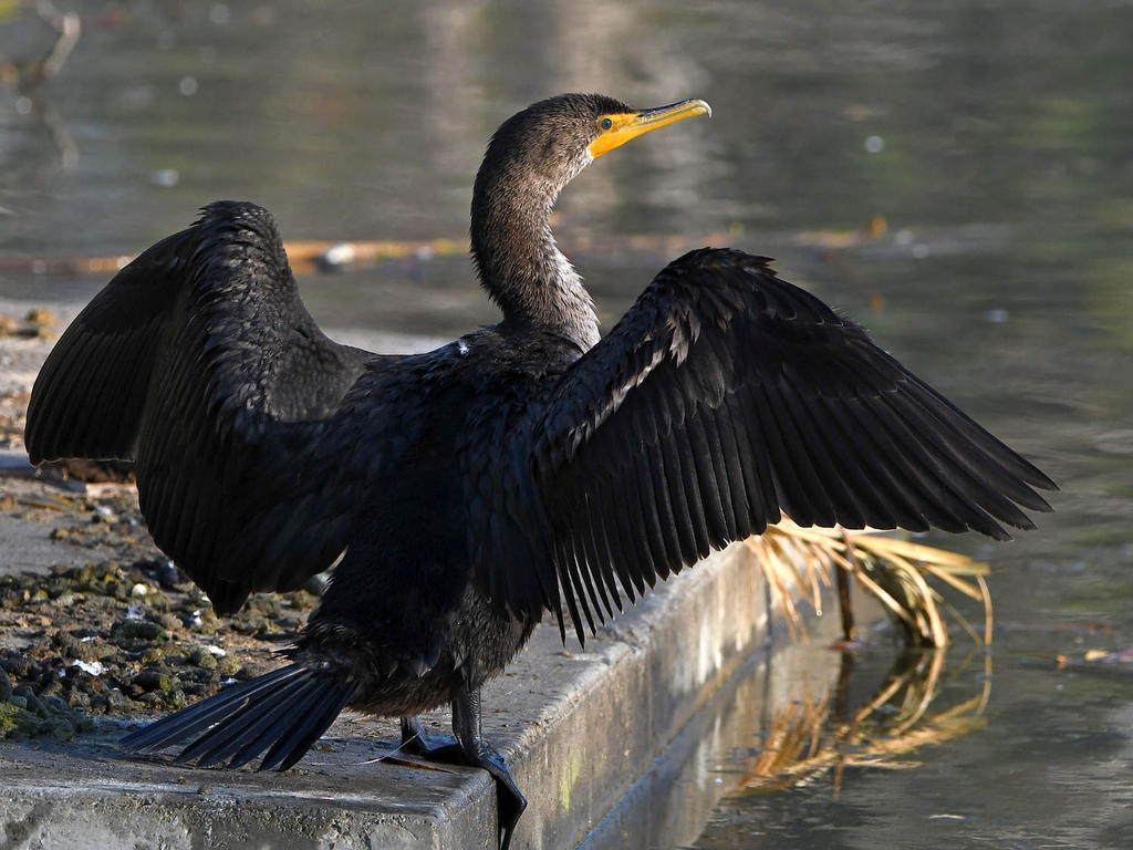 Cormorant.jpg