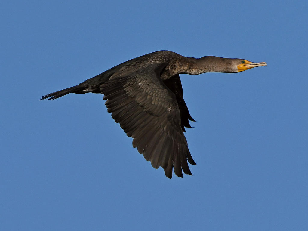 Cormorant.jpg