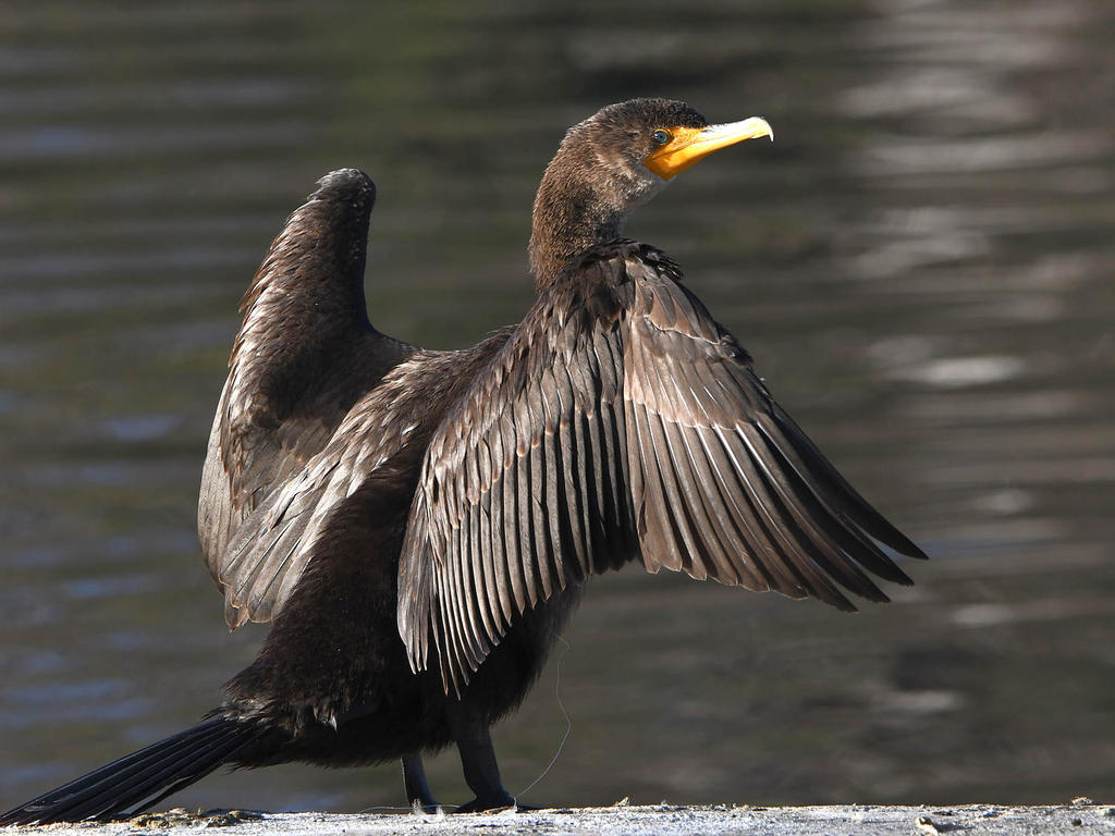 Cormorant.jpg