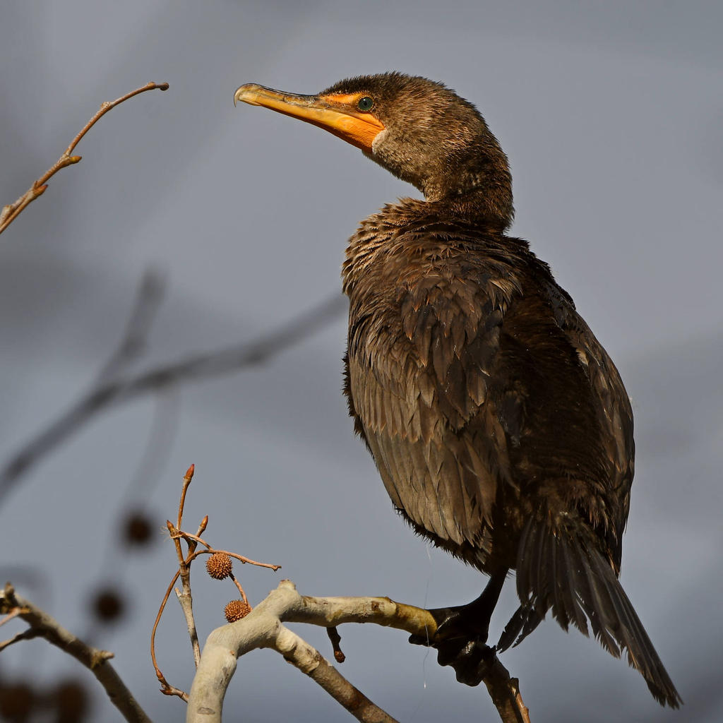Cormorant.jpg