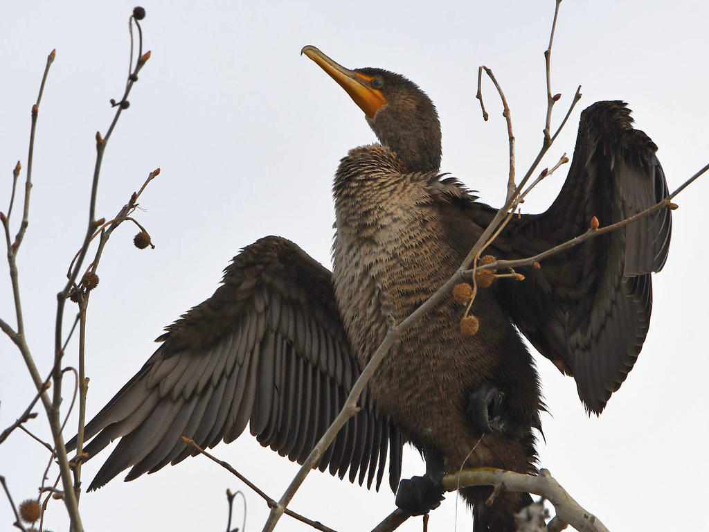Cormorant.jpg