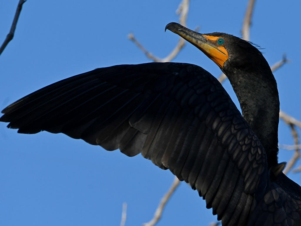 Cormorant.jpg
