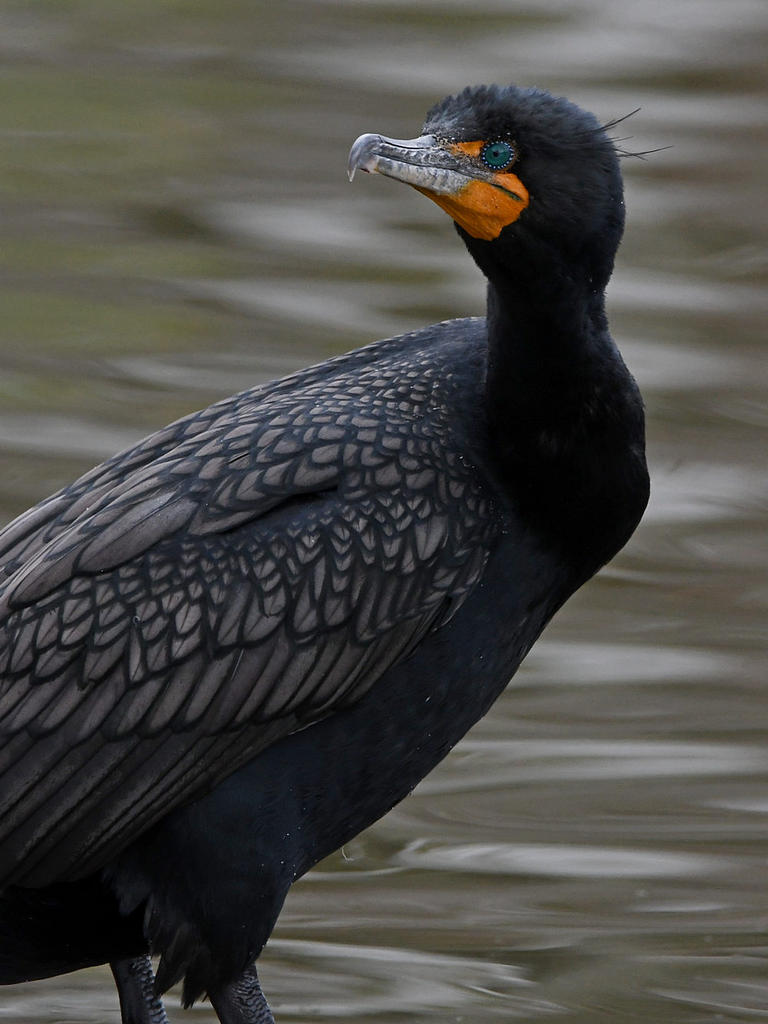 Cormorant.jpg