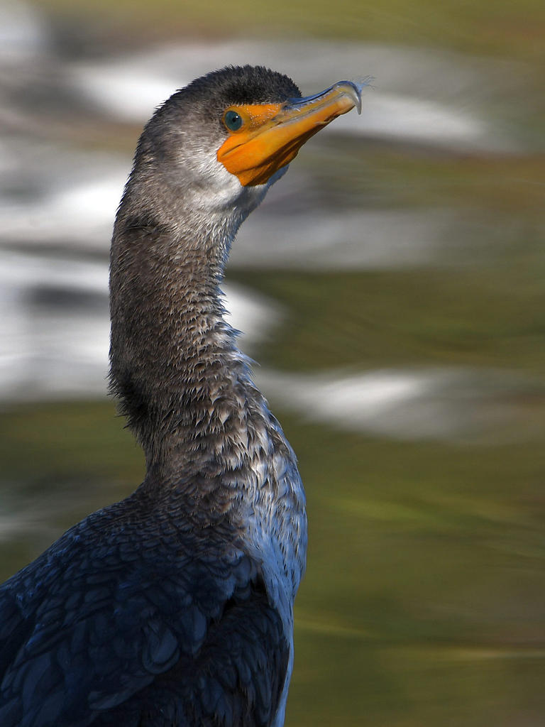 Cormorant.jpg