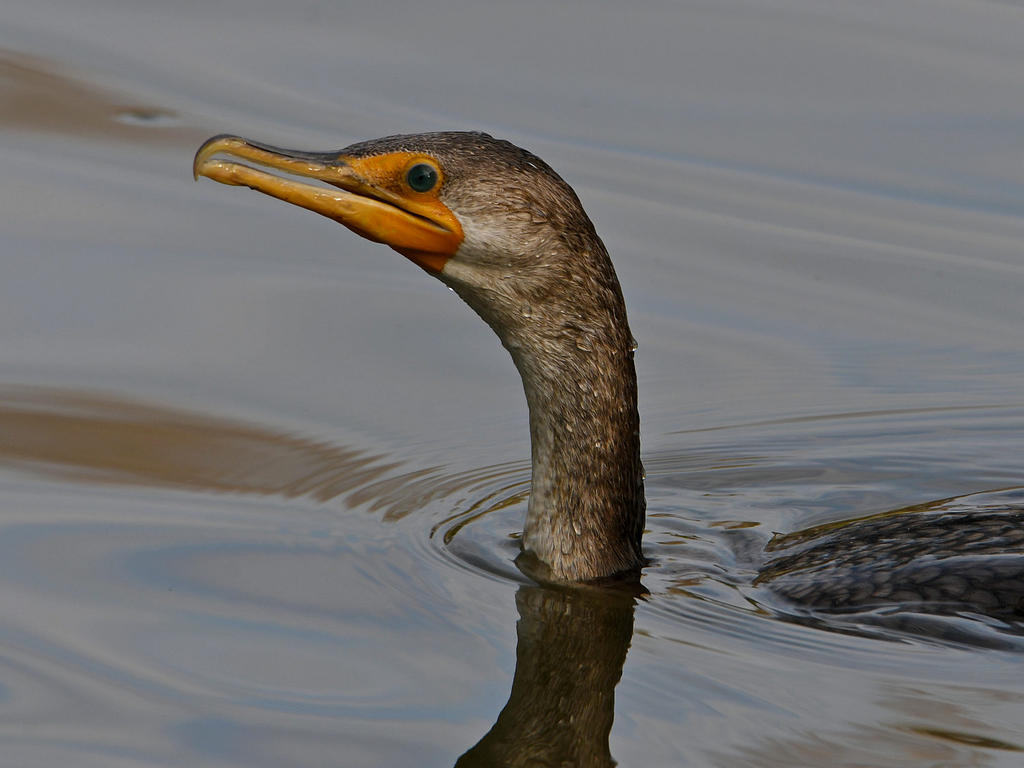 Cormorant.jpg
