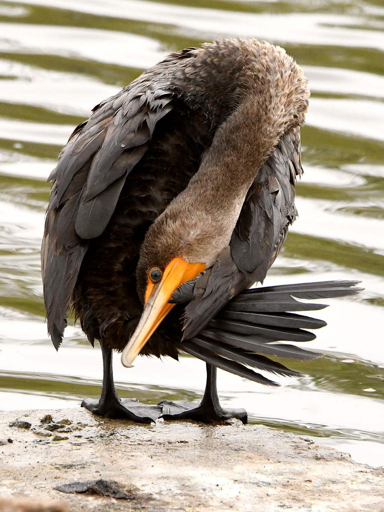 Cormorant.jpg